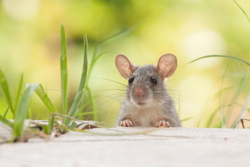 Mice Dig Up a Yard