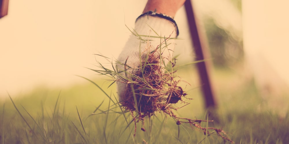 How To Kill Crabgrass Using Baking Soda