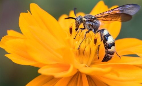 Scolid Wasps Hunt Grubs and Punch Holes