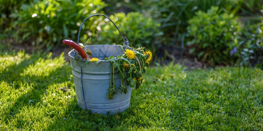 Weeding Helps ryegrass Thrive