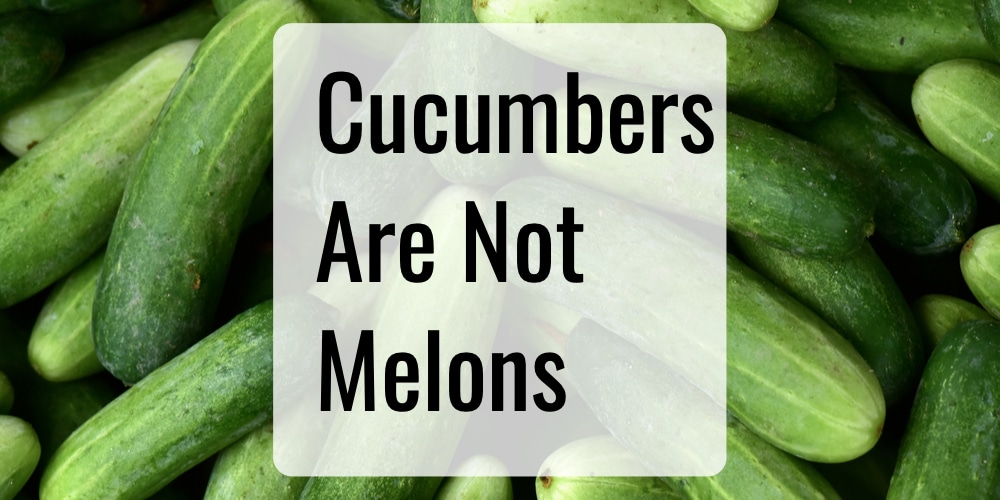 Are Cucumbers Melons? [No, Here's Why You Might Think That]