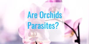 Are Orchids Parasites