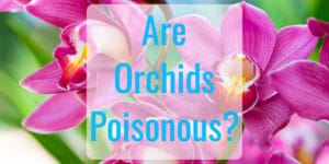 Are Orchids Poisonous