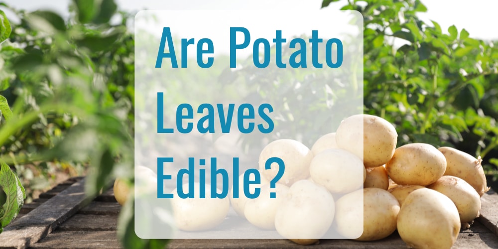 Can You Eat Potato Leaves Depends On The Potato In Question Can You Eat Potato Leaves Depends On The Potato In Question
