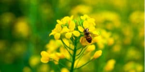 Weed N Feed Harms Bees