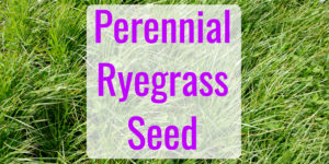 Best Perennial Ryegrass Seed