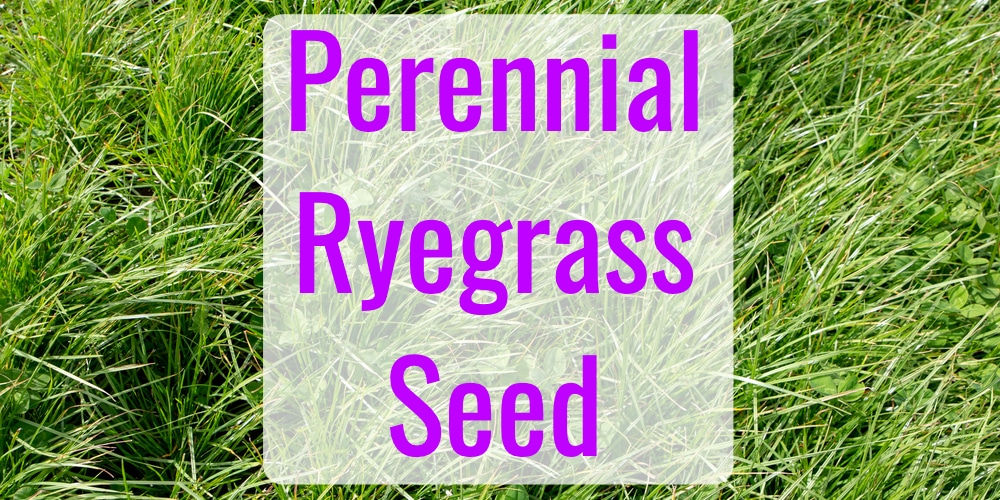 Best Perennial Ryegrass Seed A Great Yard Begins With a Great Seed