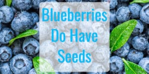 Blueberries do have seeds