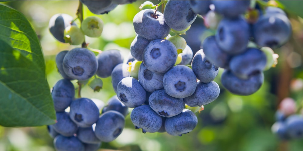 How Big Do Blueberry Bushes Get?