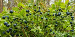 How wide do blueberry bushes get