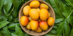 Can Mangoes Grow In Zone 9b