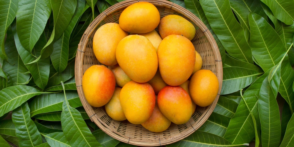 Are Mangoes Citrus Fruit?