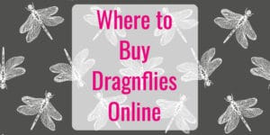 Where to Buy Dragonflies