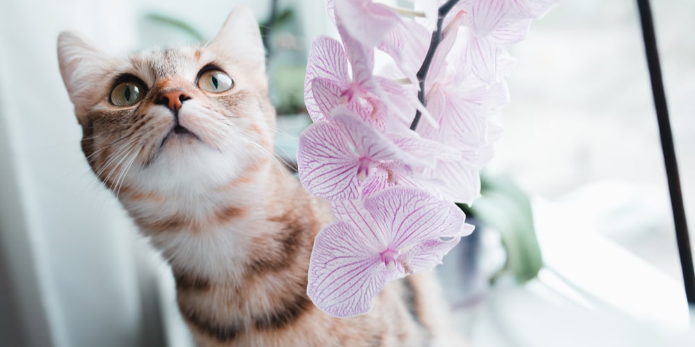 Are Orchids Poisonous to Cats