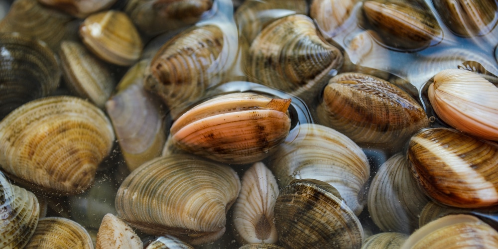 Yes, You Can Compost Clam Shells