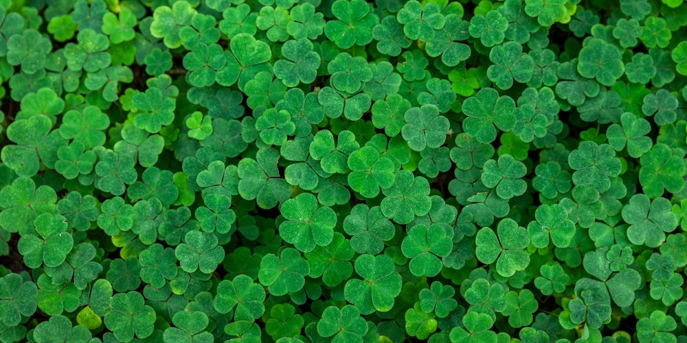 Can Clover Grow In Shade?