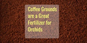 Coffee Ground Fertilizer for Orchids