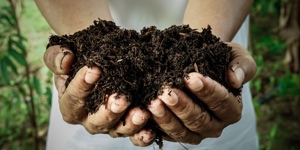 can you put compost in house plants