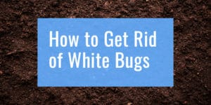 Eliminate White Bugs in Soil