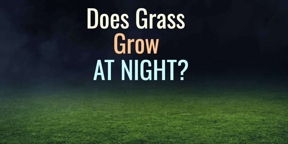 Does grass grow at night? (Yes, Here's Why) GFL Outdoors