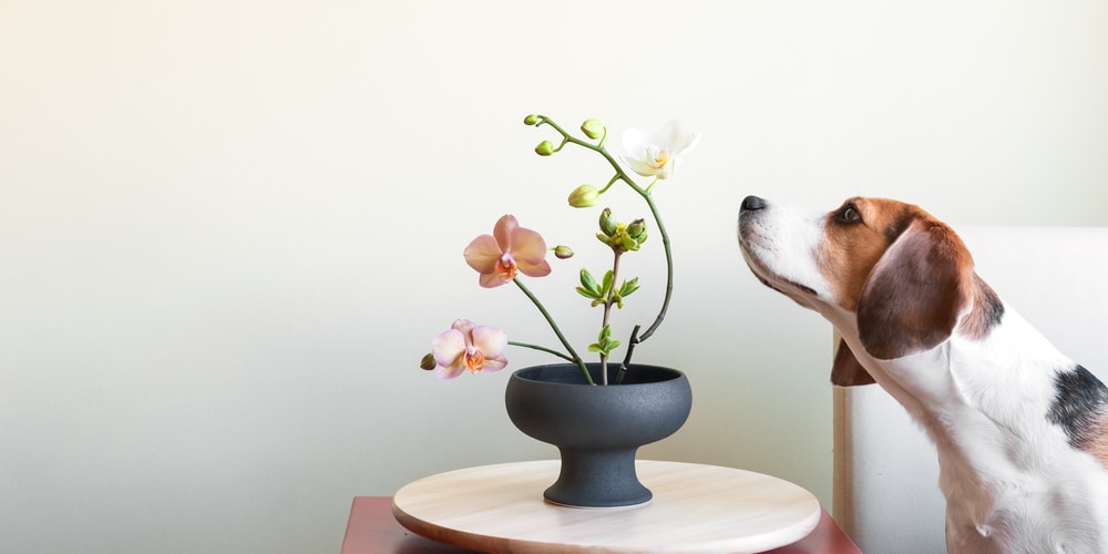 Are Orchids poisonous to dogs