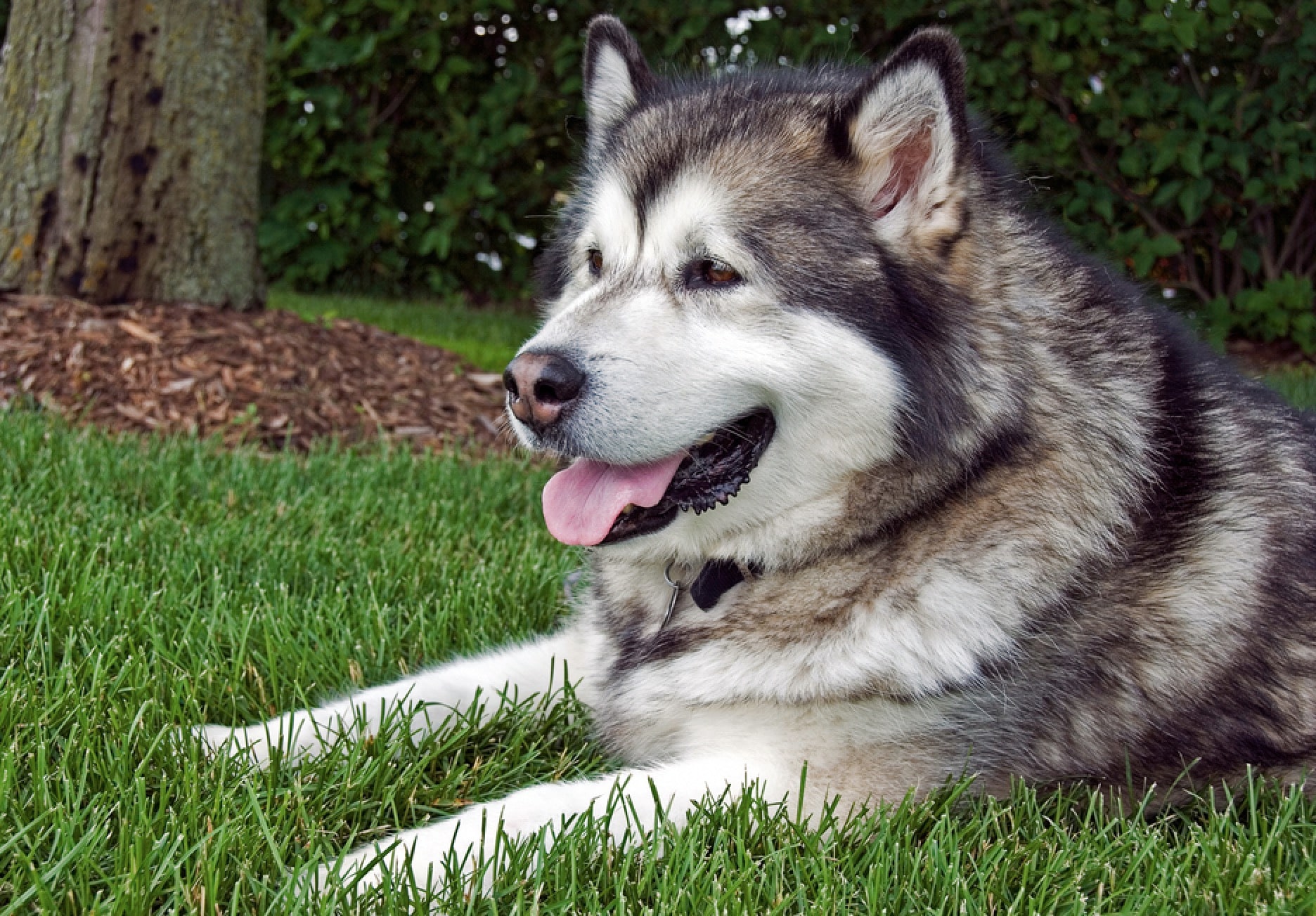 Dog on Sod