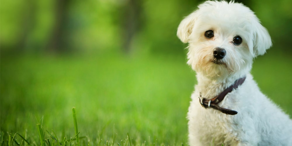 Should I Keep My Dog Off New Sod? (Yes, Here's How Long) -
