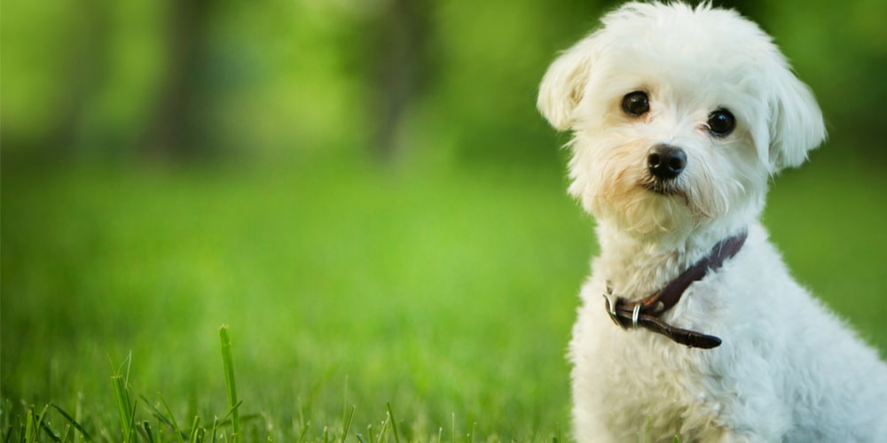 are moss lawns safe for dogs