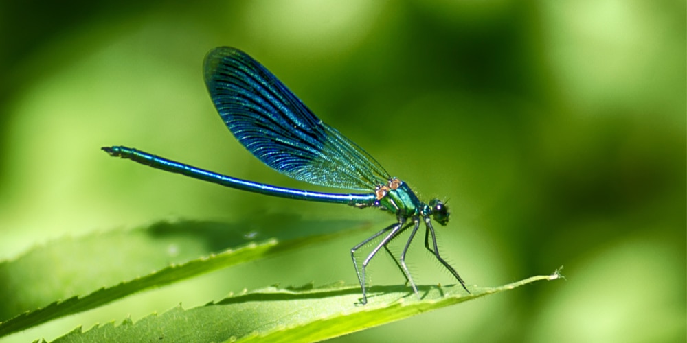 Do dragonflies like lavender