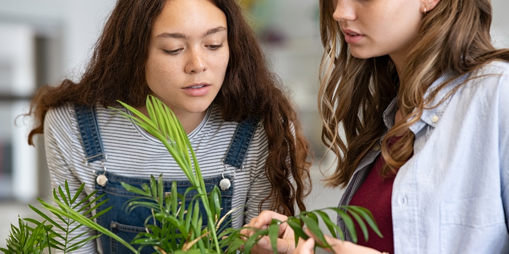 Examine Plants for Spider Mites