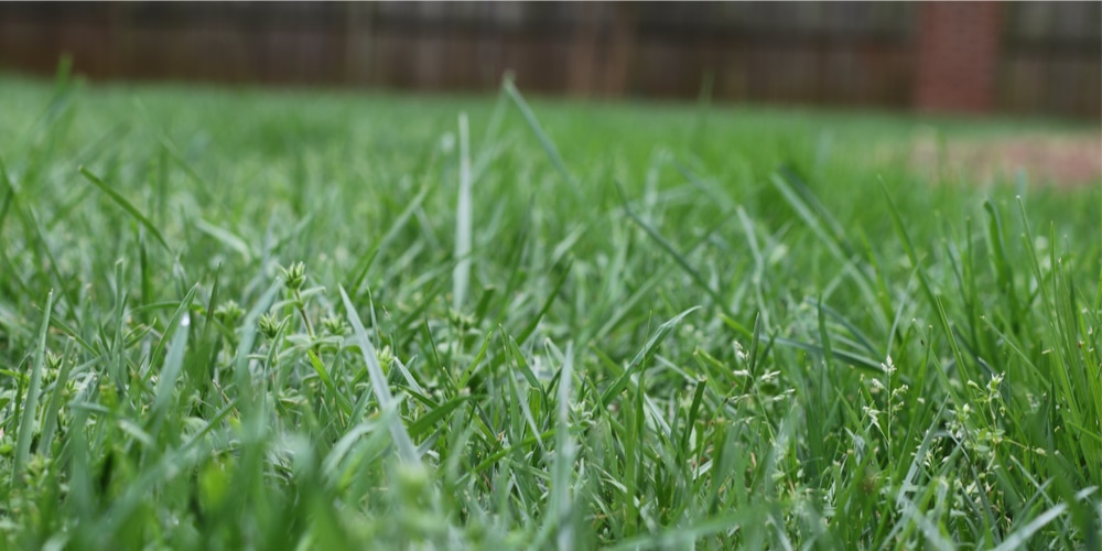 When to stop watering cool-season grasses