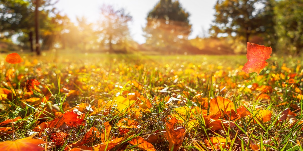 Fall is the Best time to plant fescue grass