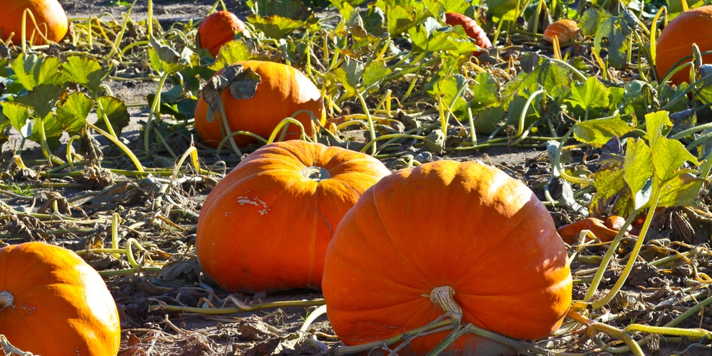 pumpkins and sunflowers