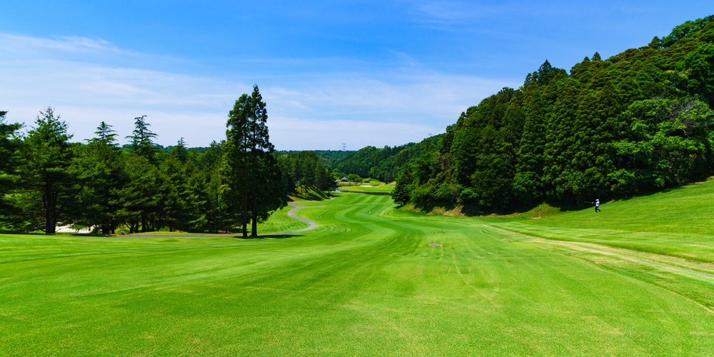 When does Bermuda Grass Turn Green?