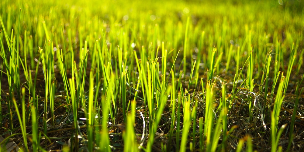 how to protect new grass from frost