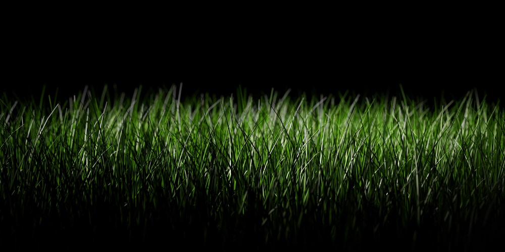 Does Grass Grow in the Dark?