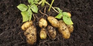 when to plant potatoes in idaho