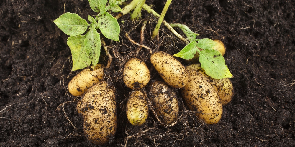 How many potatoes per plant?