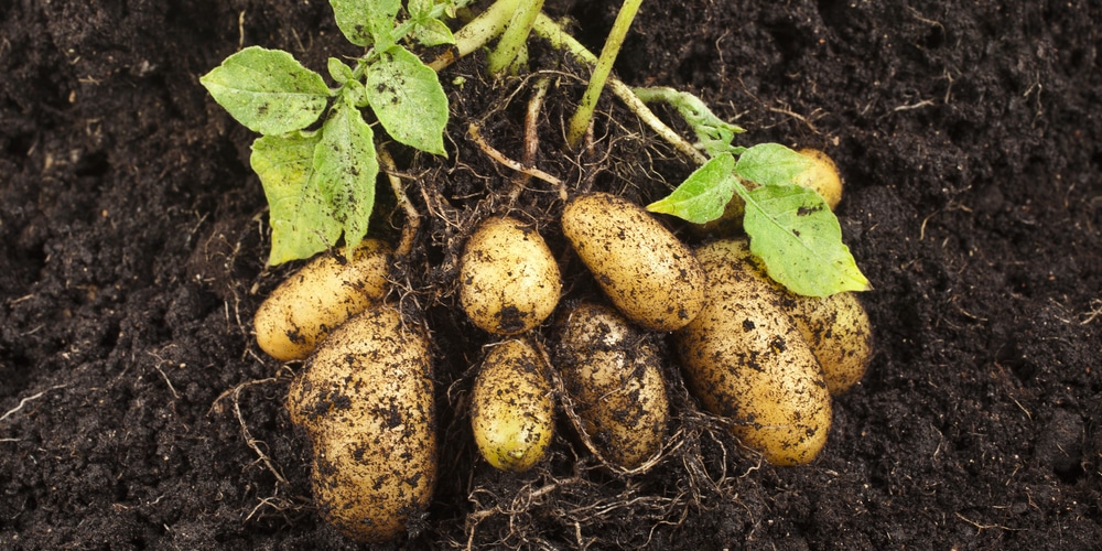 Potato Flowers