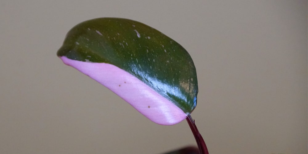 Half Moon Philodendron Pink Princess one of the most expensive plants