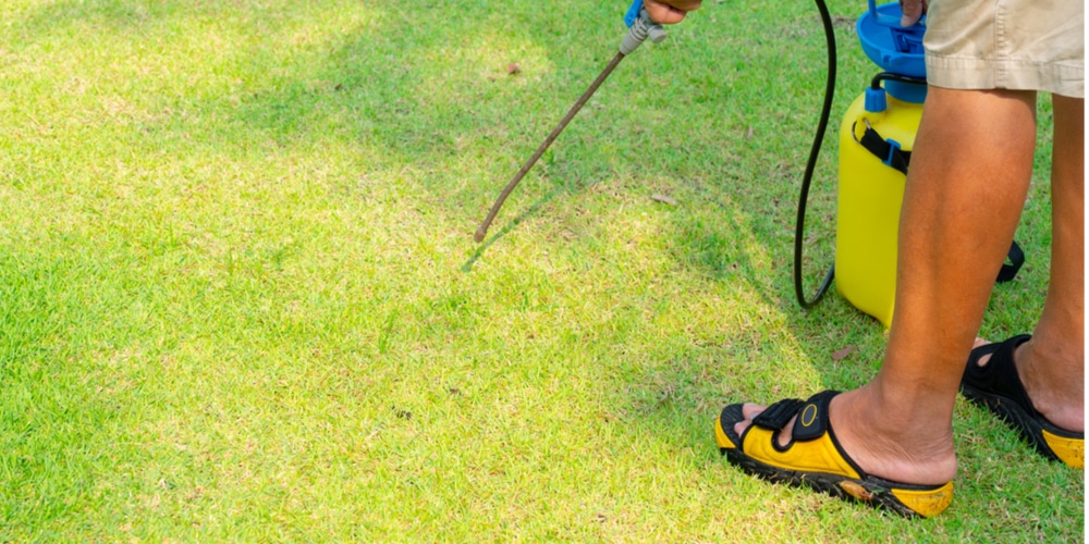 How to Eliminate Chinch bugs in St Augustine Grass?