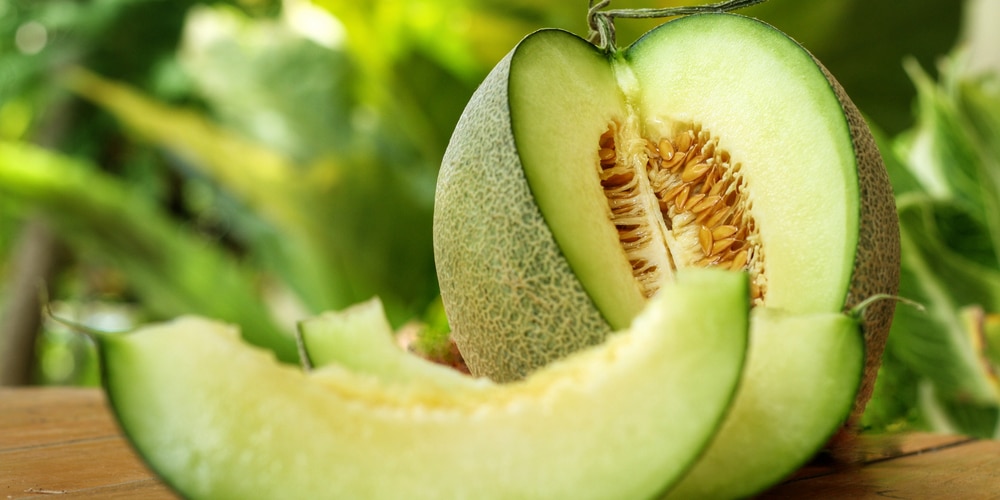 Cucumber Melon Similarities