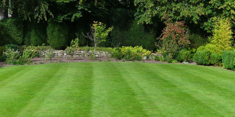 ringer lawn restore vs. milorganite