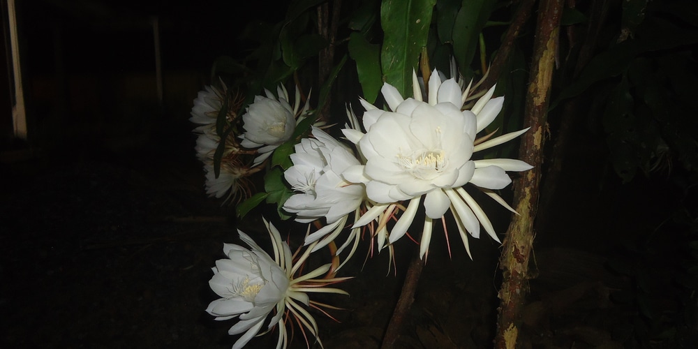 Rare Kadupul Flower