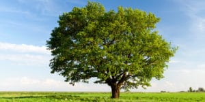 Best Trees to Plant in Illinois