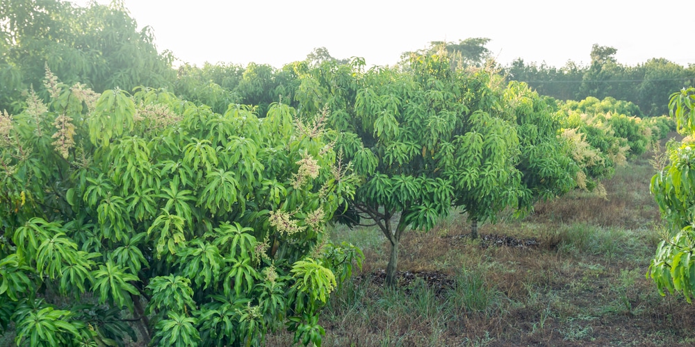 Are Mango Trees Conifers? 