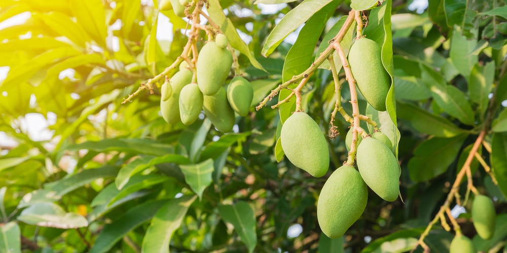 Can Mangoes Grow In Zone 9b