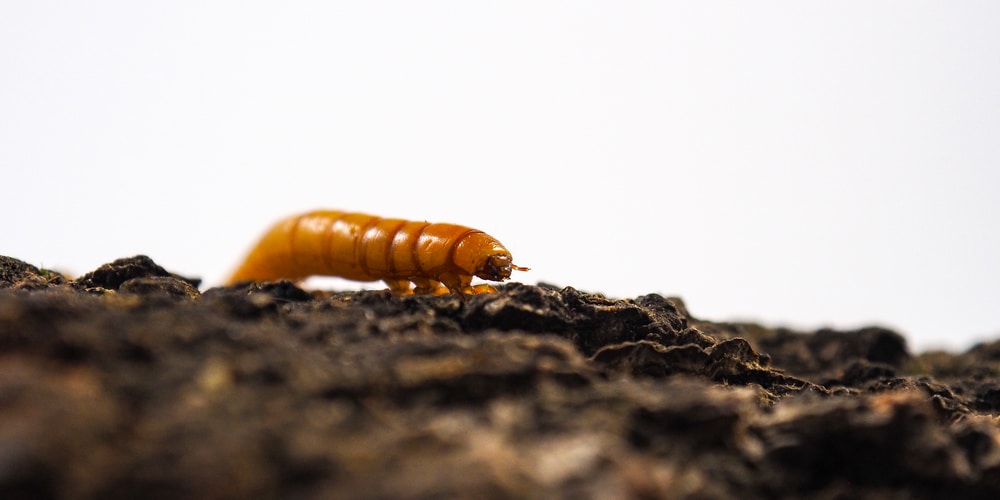 Mealworms in Compost can be good