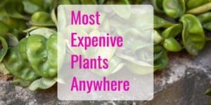 List of the most expensive plants in the world