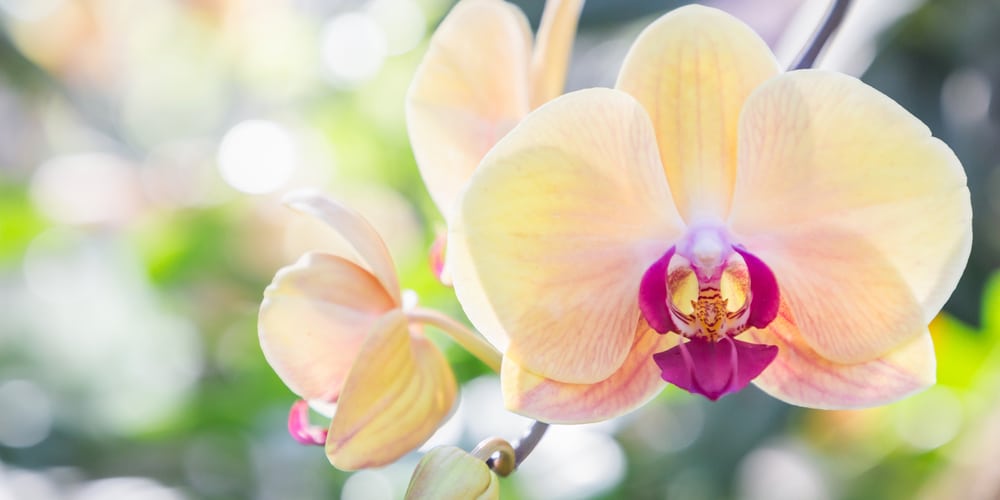 You Can Fertilize Orchids With Coffee Grounds